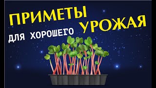 Как повысить урожайность: приметы и суеверия для огородников