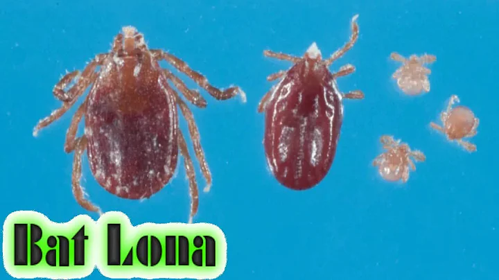East Asian tick species arrives in New Jersey, cou...