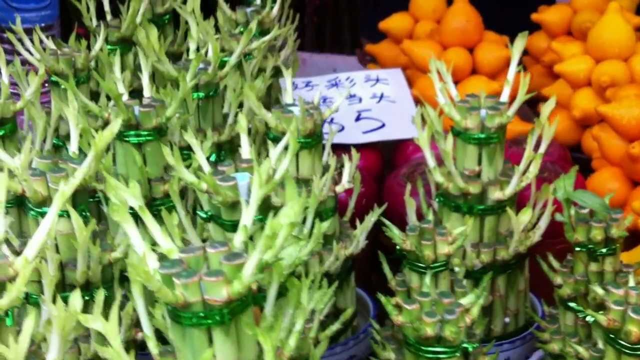 8 lucky plants you should have in your home for chinese new year Ornamental Plants - Chinatown Chinese New Year Festive Bazaar 1 - YouTube