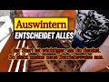 Auswintern Der Start Ist Wichtiger Als Du Denkst So Sieht Meine Neue Betriebsweise Aus