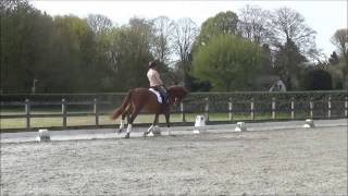 For Sale: 8 year old KWPN Top dressage mare for breeding; 3rd Championships; elite sport
