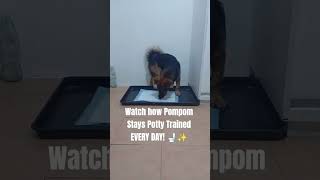 Meet Pompom: The Most Disciplined Dog! 🐶✨ Indoor Potty Training Goals! #train #shorts