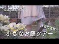 【ガーデニング初心者】小さな庭と家庭菜園｜4月のガーデンツアー｜オリーブとハーブの可愛い寄植え｜ナチュラルガーデン｜Introduce my small-garden｜April Japan