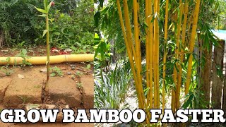 How To Grow Bamboo Faster