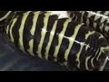Armadillidium maculatum ‘Yellow Zebra’ Isopod UPDATE