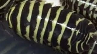 Armadillidium maculatum ‘Yellow Zebra’ Isopod UPDATE by Aquarimax Pets 1,023 views 1 month ago 4 minutes, 37 seconds