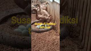 Download Lagu #kalau telur bebek susah di frediksi 5 solusinya# MP3