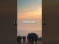 Silent Signals From the Animal Crowd