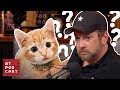 How do you teach a cat to jump  542  rt podcast