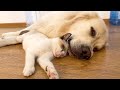 Kitten Loves to Sleep with a Golden Retriever