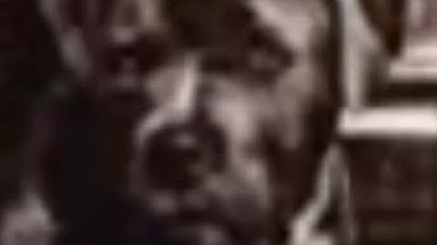 Weird Al Discography: Trapped In The Drive Thru but everytime they repeat a word it loops (2)