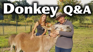 Raising Miniature Donkeys in Australia | Pine Ridge Miniature Donkeys