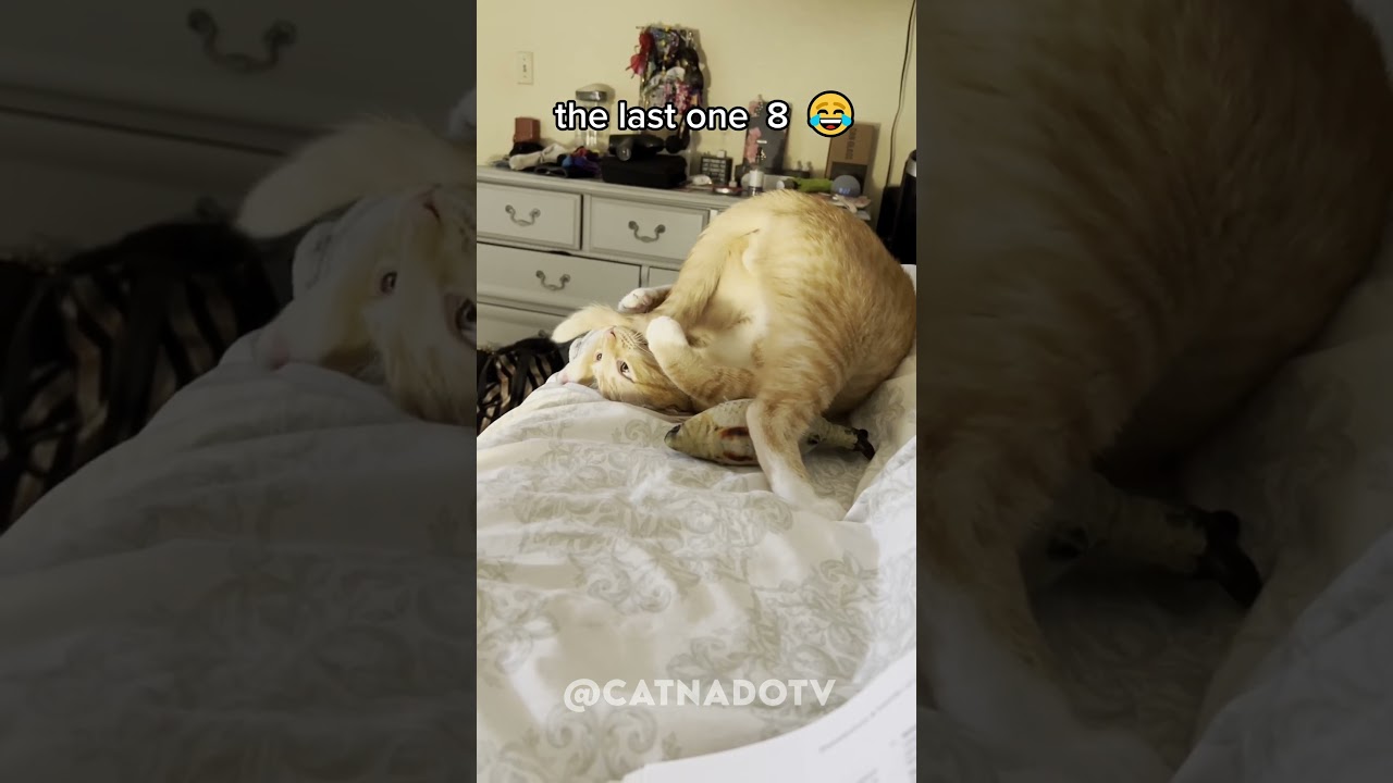 funny cat videos 😂😂😂