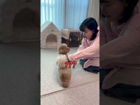 엄마라고 했더니 천재견 토리 반응ㅋㅋㅋ thumbnail