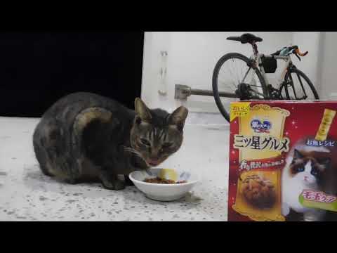 File No.628 チビトラちゃん、お食事中のところちょっと失礼しまぁ～っす！