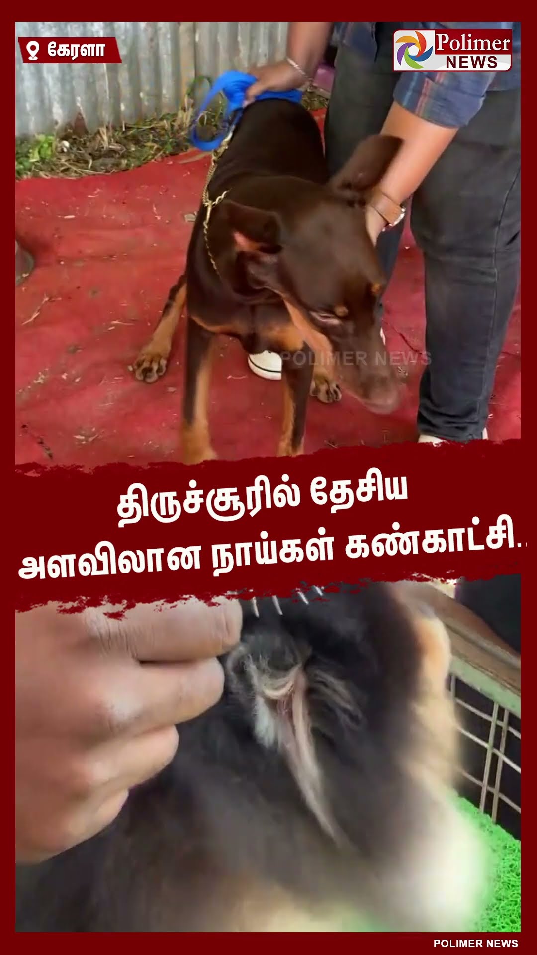 தேசிய அளவிலான நாய் கண்காட்சி.. க்யூட்டான நடையில் வாக்கிங் போன நாய்கள்.. #shorts | #dogs