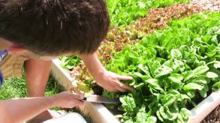 Harvest lettuce All Season With Cut and Come Again Harvesting