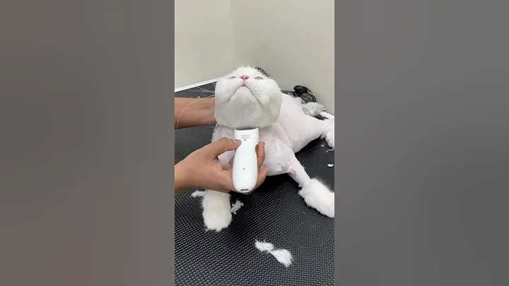 Video 10968501: beautiful turkish angora cat