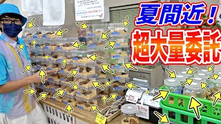 関東最大級の昆虫ショップに羽化した生体を売りに行きました
