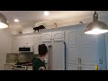 bombay cat can jump の動画、YouTube動画。