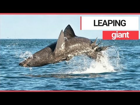 Basking shark filmed
