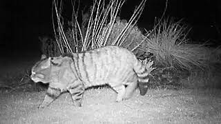 Morvern Wildcat by Wildcat Haven 4,003 views 3 years ago 15 seconds