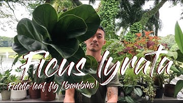 Fiddle leaf fig - ficus lyrata (bambino) care and propagation
