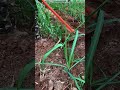 Applying fertilizer to corn fields for healthy crop growth