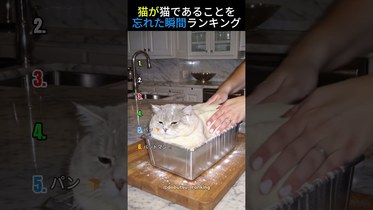 猫が猫であることを忘れた瞬間ランキング😹TOP6