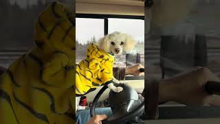Doing a great job driving the FR3 Forest River… with a little help! #fun #amusant #maltipoo #puppy