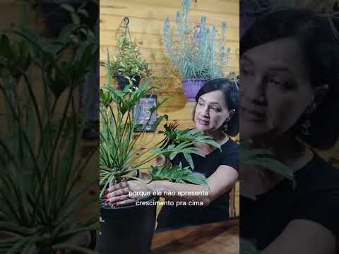 Vídeo: Indoor Philodendron 'Xanadu' – Como cultivar uma planta de casa Xanadu Philodendron