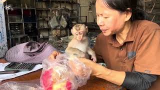 Mary eats Java plum #monkey# animal# #asmr