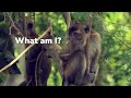 Exploring the Wild: A Close Encounter with Long-Tailed Macaques