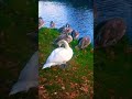 Swan Lake 6 🦢#swan #labedzie #lake #nature #shorts