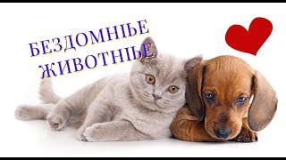 Почему в Швеции нет бездомных животных? + остров Милос