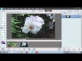 Using Painting Tools Tutorial in Adobe Photoshop Elements