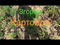 Сорти Картоплі які невзяла фітофтора...