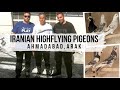 Иранские голуби г. Арак, Иран. Mohammad&#39;s Iranian Highflying pigeons