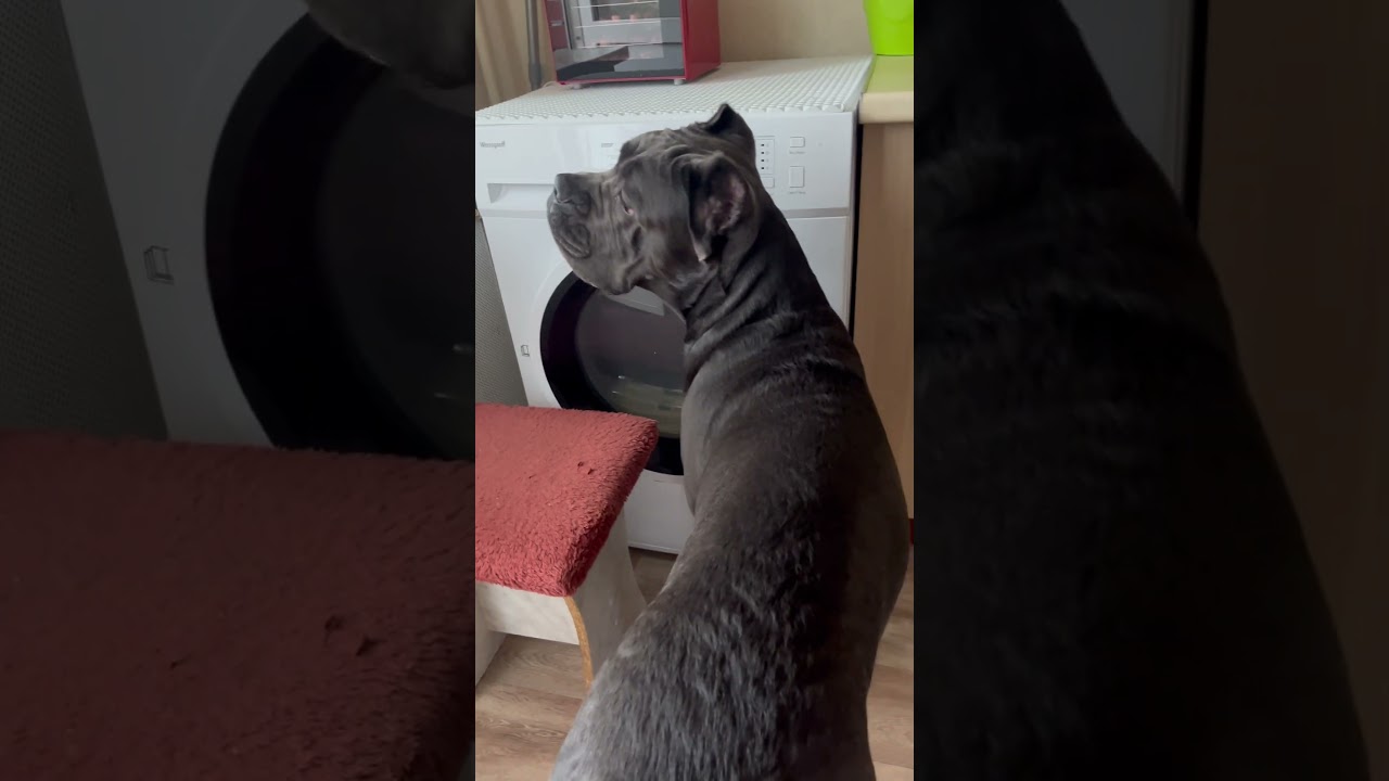 Тайра😍😆💕💕💕 #канекорсоитальяно #canecorso #dog #шарпей #канекорсо #собака #voronezh #beef