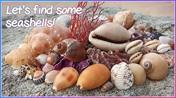 Finding Seashells after a Storm | Epic Shell Finds! [Virtual Shelling]