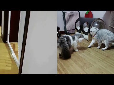 Video Giây phút gầm gừ nhau của 2 chú mèo hung dữ #shorts... - youtube