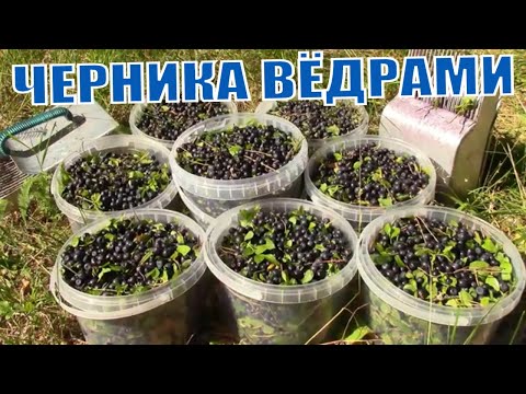 Video: Blueberry уруктандыруу: бакча черники күзүндө жана жазында, поляк жана башка жер семирткичтерди уруктандыруу