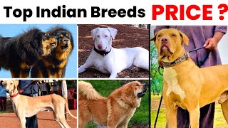 Top 5 Dogs Breeds in India | भारतीय कुत्तै की नसले by Vaibhav Dog's World 6,684 views 2 months ago 5 minutes, 19 seconds