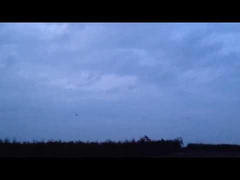 Nightjars displaying
