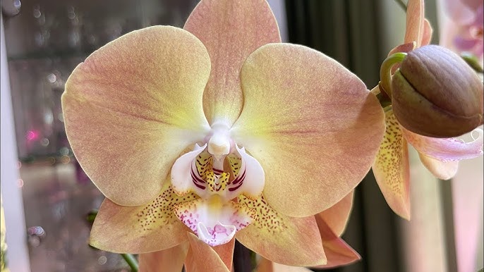 Порно онлайн қазір үлкен мүшесі бар Кеуделері салбырап кеткен