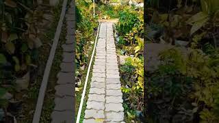 Beautiful Mini Nursery Plant Tour | #shorts #plant shopping #gardening #uttarpradesh