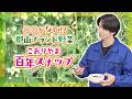 【新ブランド野菜】澤夏がスジ取りのいらないスナップエンドウと初対面!