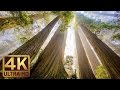 The Tallest Trees On Earth 4K Nature Documentary Film Redwood National And State Parks 
