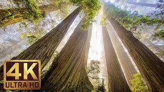 The Tallest Trees on Earth - 4K Nature Documentary Film | Redwood National and State Parks