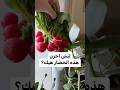 ليش اخزن هذه الخضار هيك ليش اخزن هذه الخضار هيك